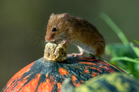 Harvest Mice Autumn 22