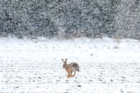 Hares in a Snowstorm