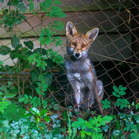 Sussex Garden Foxes July 23